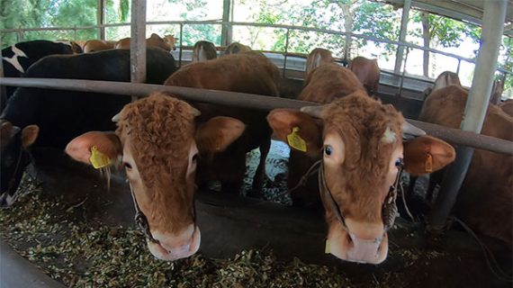 Harga Pasaran Sapi Qurban 2024 di Kota Bandung