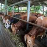 Cara Memilih Sapi yang Baik dan Bagus untuk Qurban