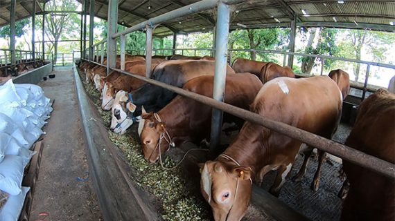 Cara Memilih Sapi yang Baik dan Bagus untuk Qurban